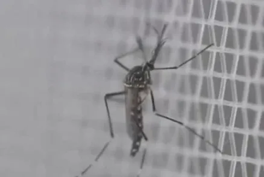 Le plan blanc, dispositif qui permet de déprogrammer certaines opérations, déclenché à La Réunion où la campagne de vaccination contre l'épidémie de chikungunya débute